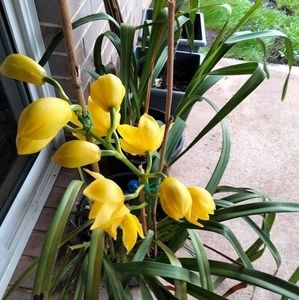 Meet your Posher, Luaipou